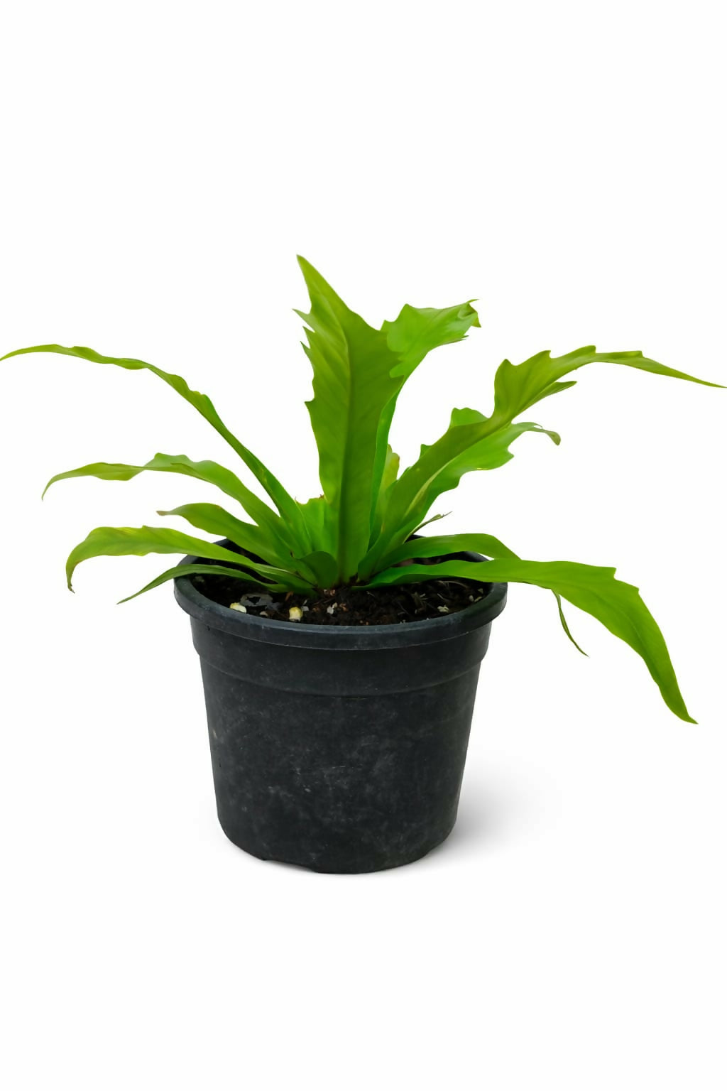 Fern Gioia