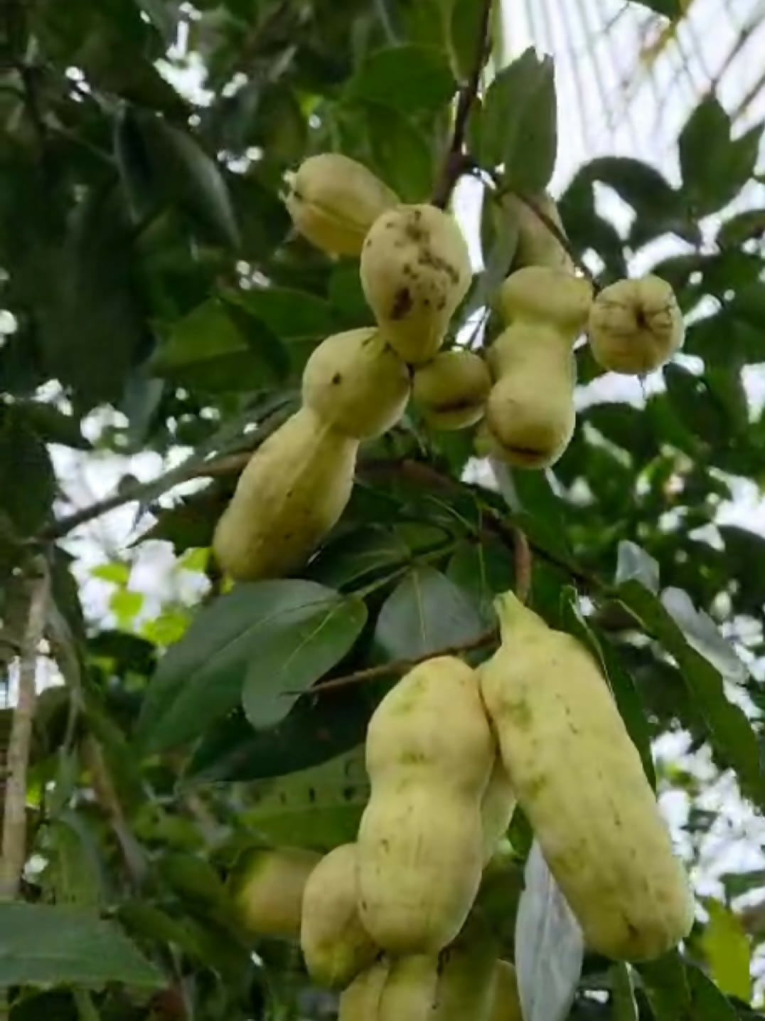Orange Ice Cream Bean – Live Grafted - Keyfarm Wayanad