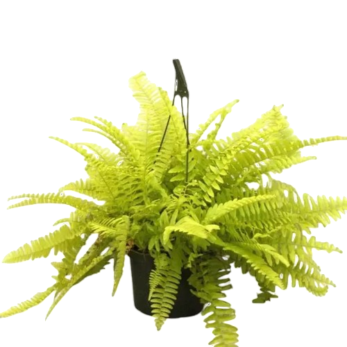 Golden boston fern