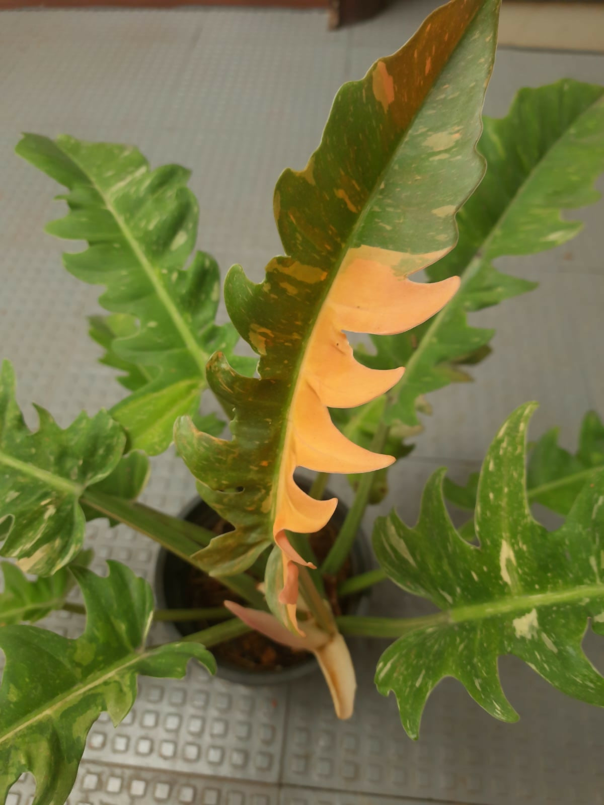 Philodendron Ring of Fire - Node Propogation