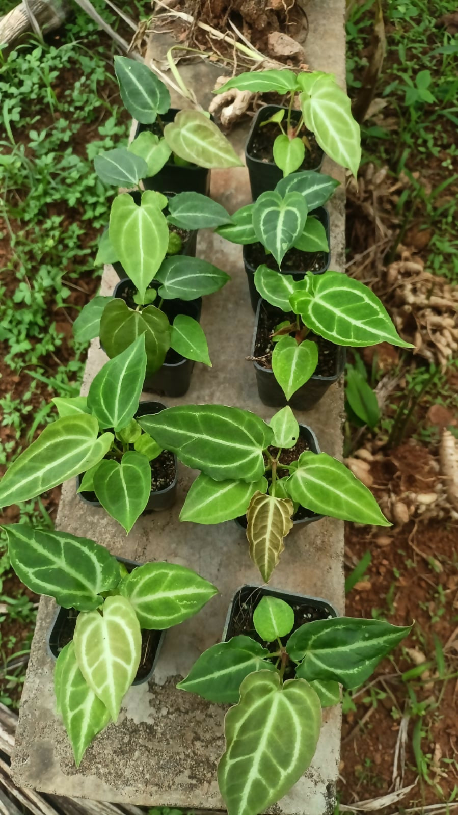 Plant Doctor 10-Pack Rare Foliage Anthurium Combo