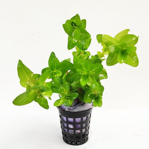 Bacopa caroliniana (large pot)