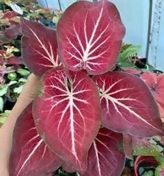Caladium red star