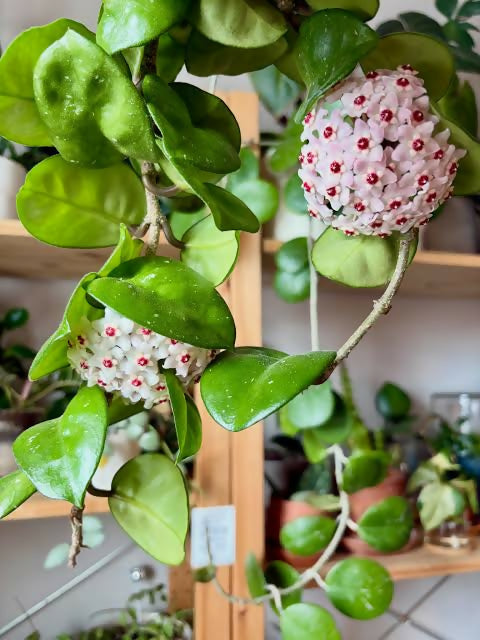 Hoya heuschkeliana variegata