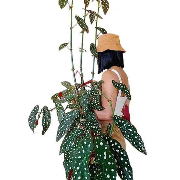 Begonia Maculata Wightii