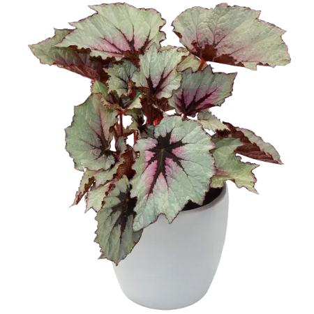 Rex Begonia First Blush