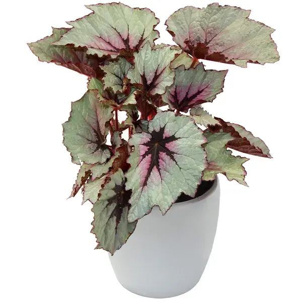 Rex Begonia First Blush