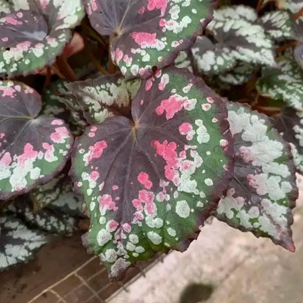 Begonia Mini Merry