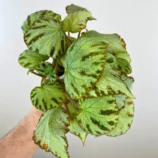 Begonia Rex Silver Jewel
