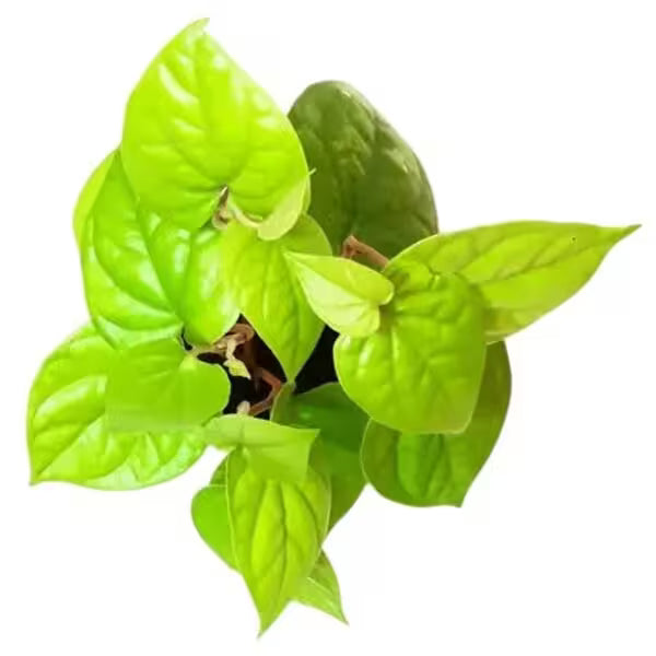 Betel Leaf Golden, Golden Vethalai Plant