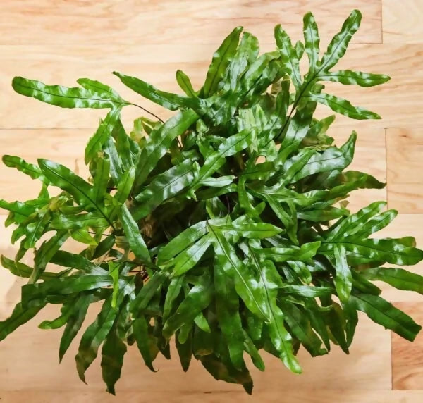 Kangaroo Paw Fern (Microsorum diversifolium)