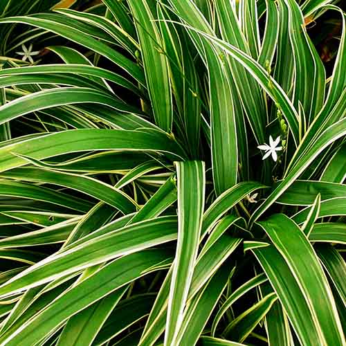 Bichetii Grass/ Chlorophytum bichetii (plant clump)