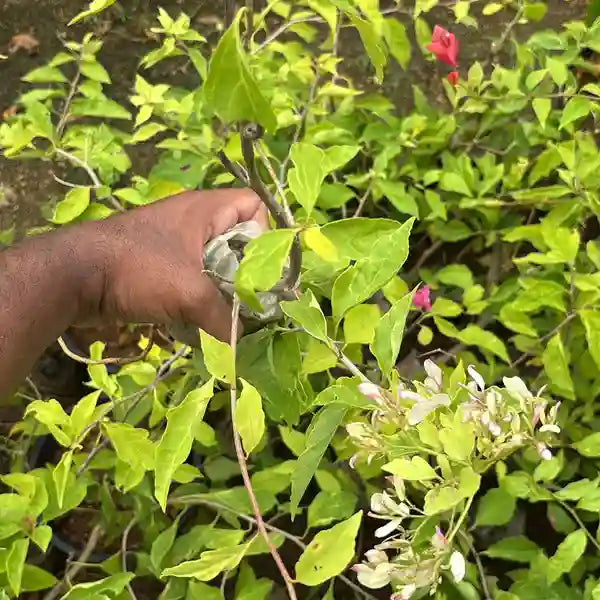 Bougainvillea Bidadari
