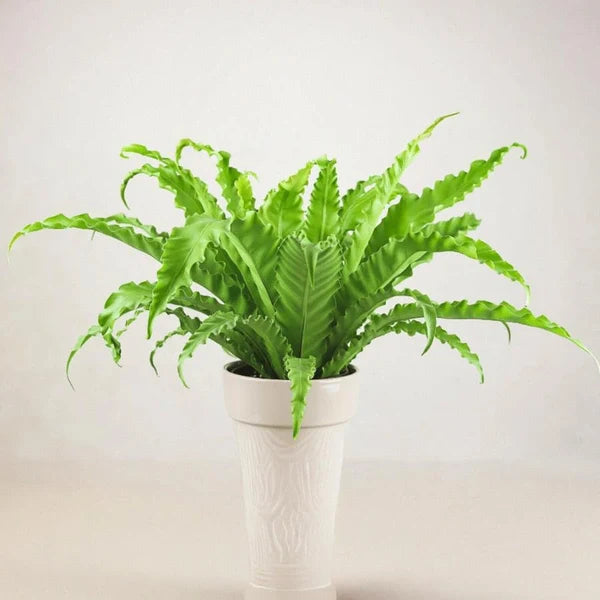 Asplenium Venus Bird's Nest Fern