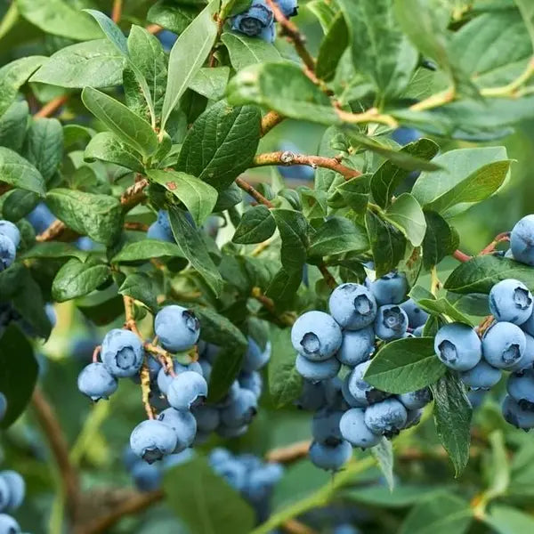 Blueberry For Colder Climate
