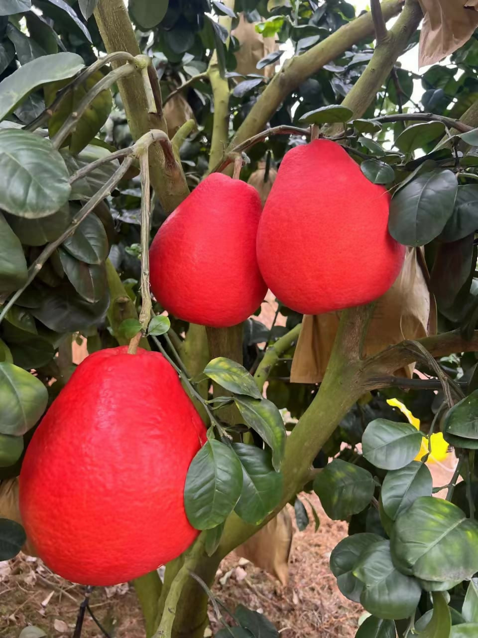 Thai red Pomelo Live Plant