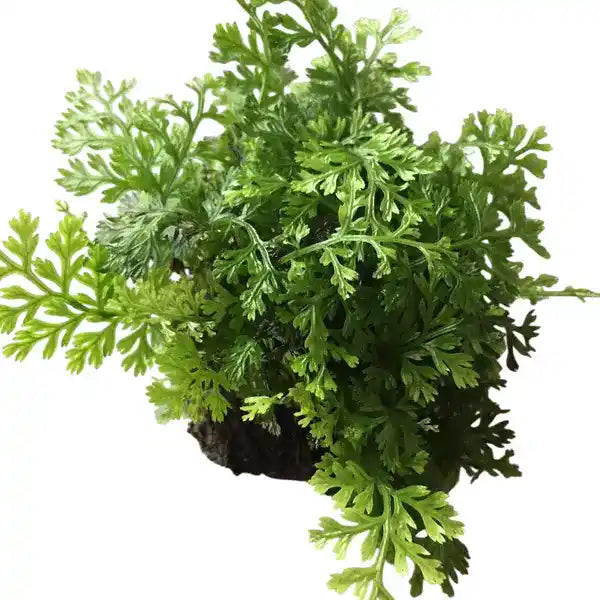 Mini Bolbitis Fern - BUSHY