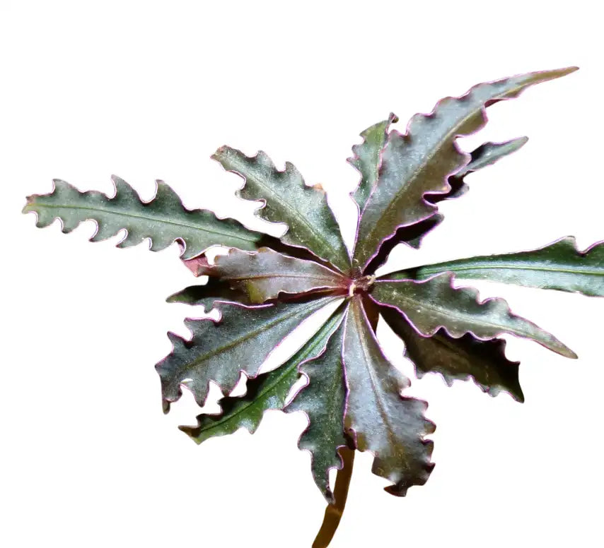 Labisia Fenny