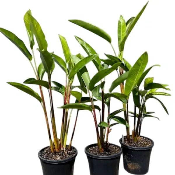 Heliconia Pendula Bright Red