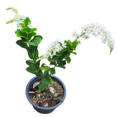 Petrea White Shrub Type, Bush Sandpaper White