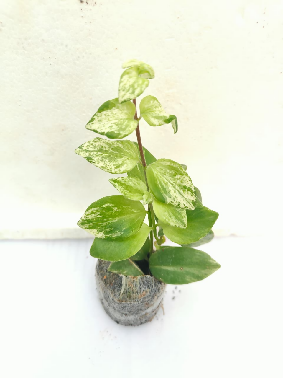 Curly hoya lipstick plant(Aeschynanthus radicans 'Curly' variegated)