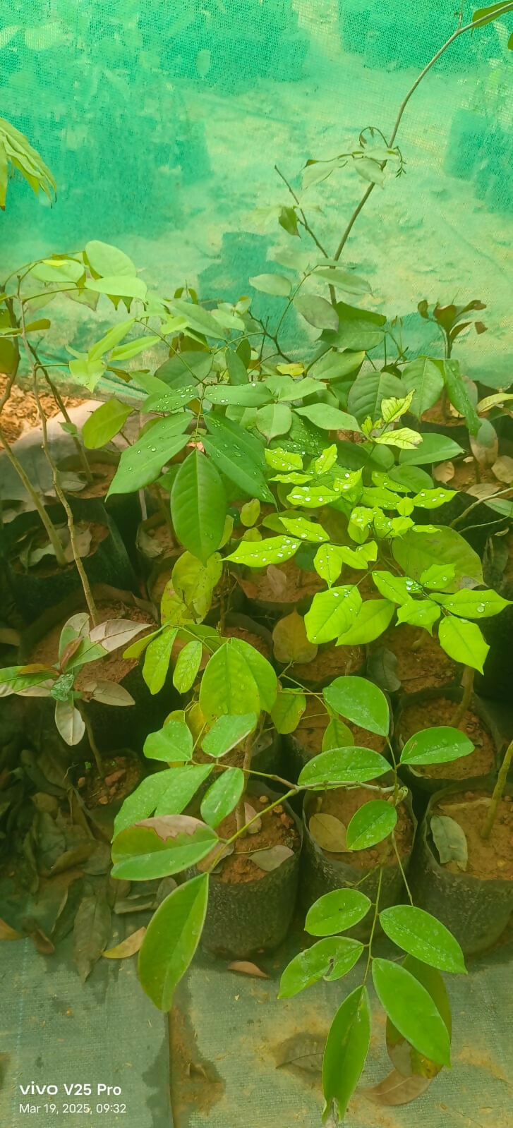Keranji –dialium Indum Live Grafted Exotic Fruit Tree - Keyfarm Wayanad