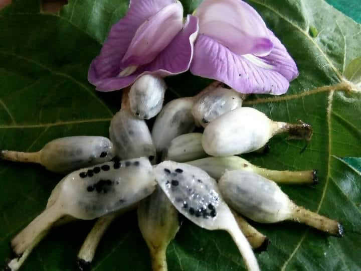 Lemba Fruit Plants (Curculigo Capitulata)