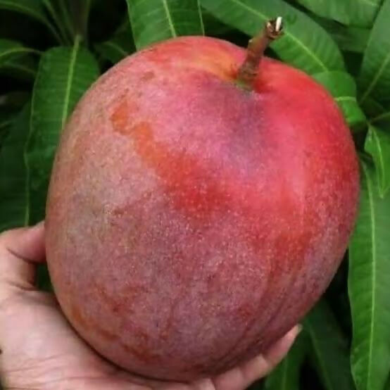 Jumbo Red R2E2 Mango Plant - Premium Fruit Tree - Keyfarm Wayanad