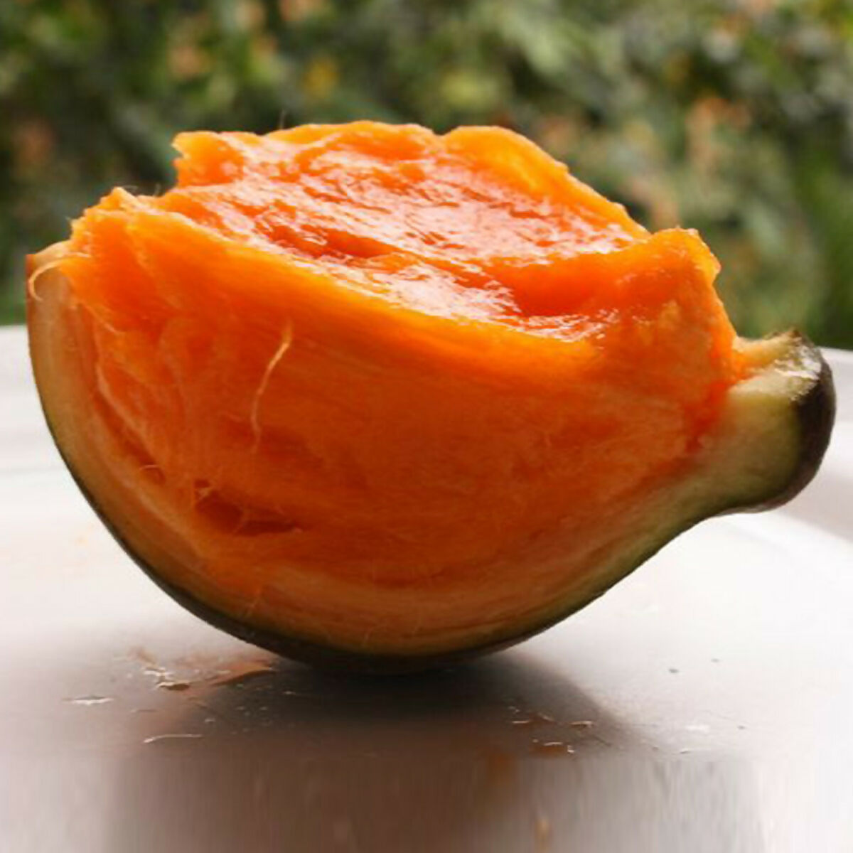 Chupa Chupa Fruit Plant (Quararibea Cordata)