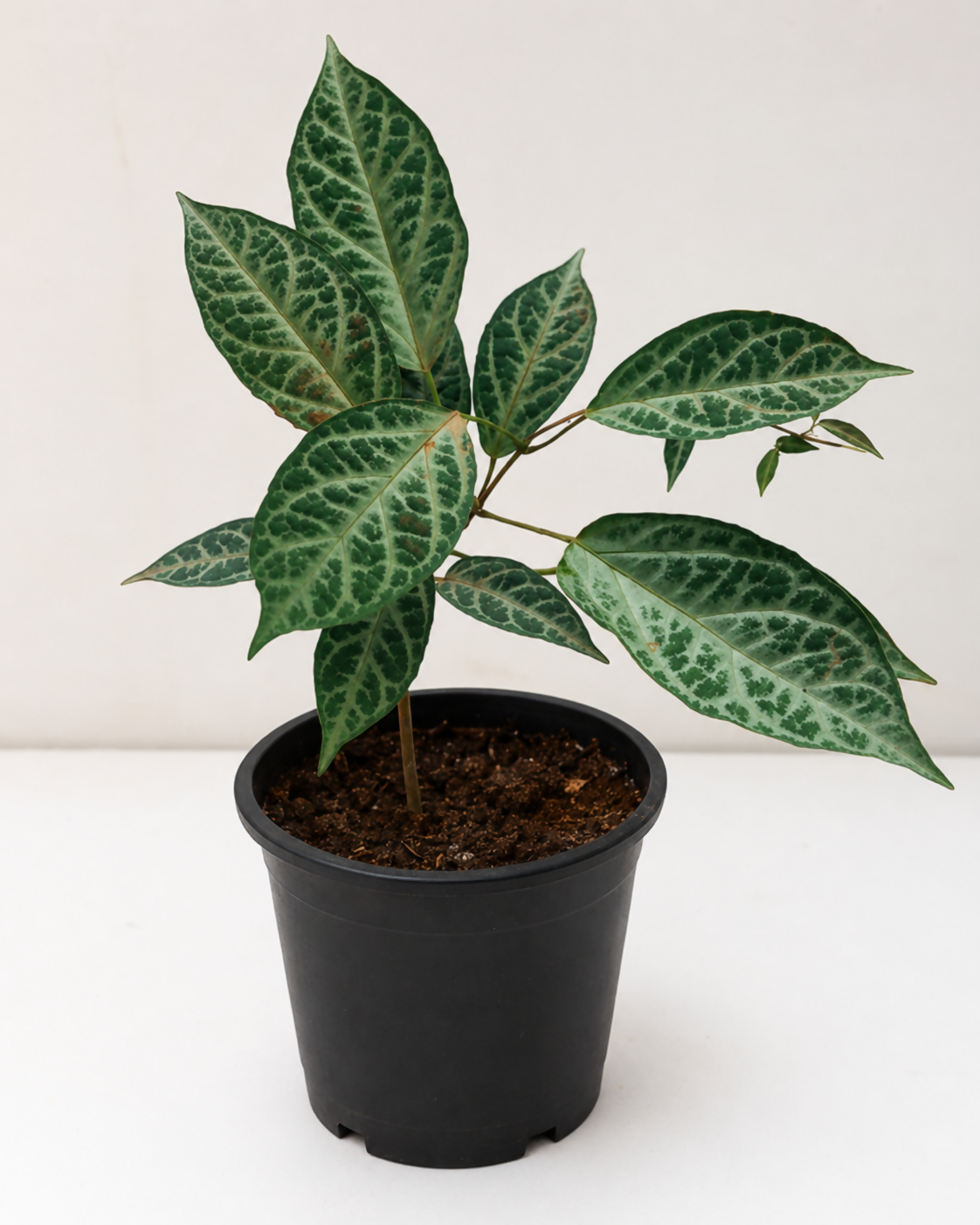 Bignonia Argyro Violacea Hort Ornamental Climber