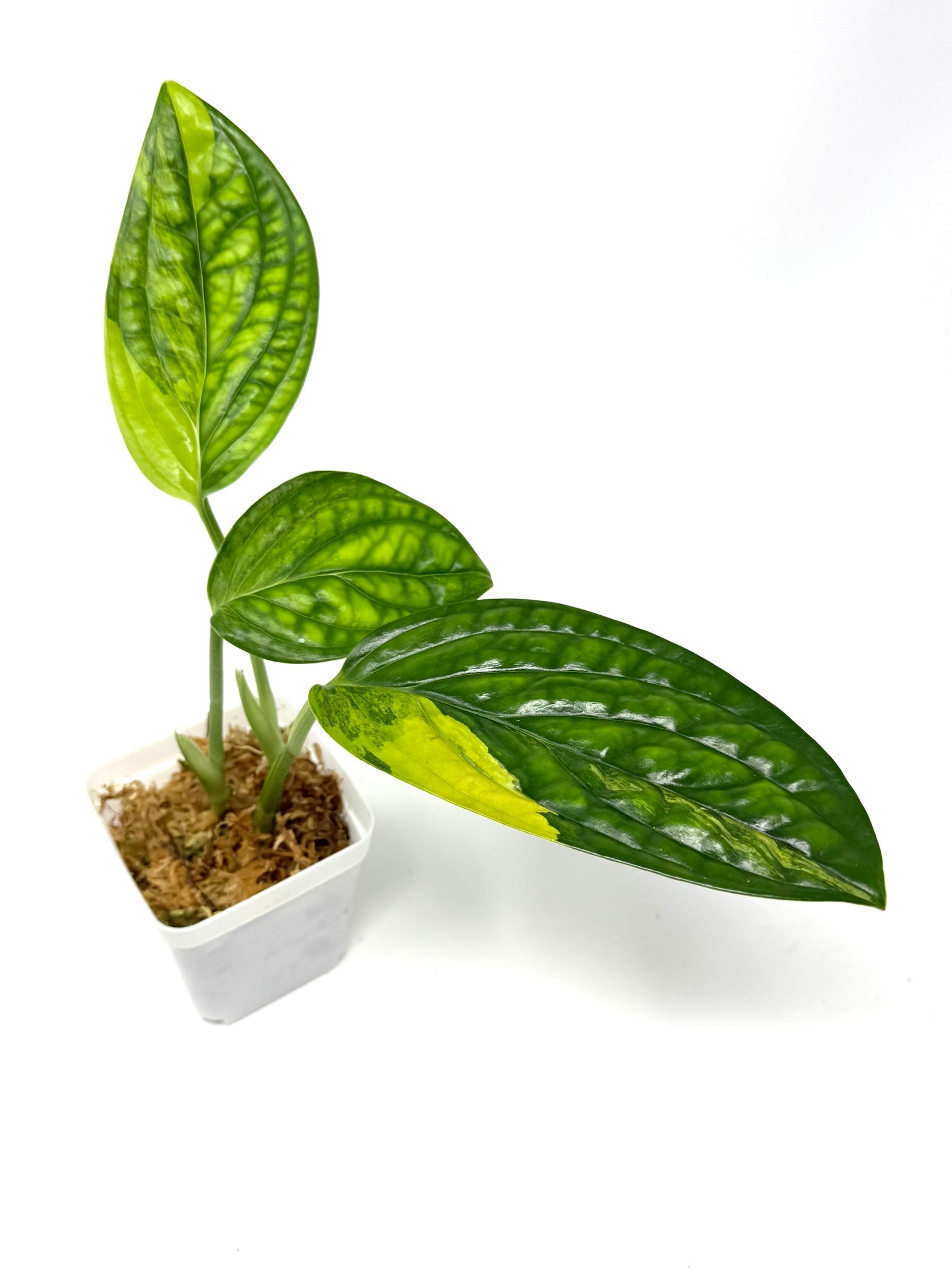 Monstera peru Varigated