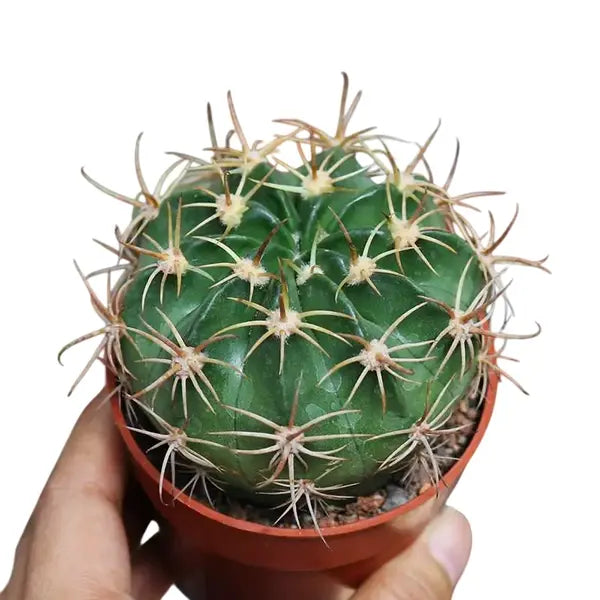 Discocactus cactus