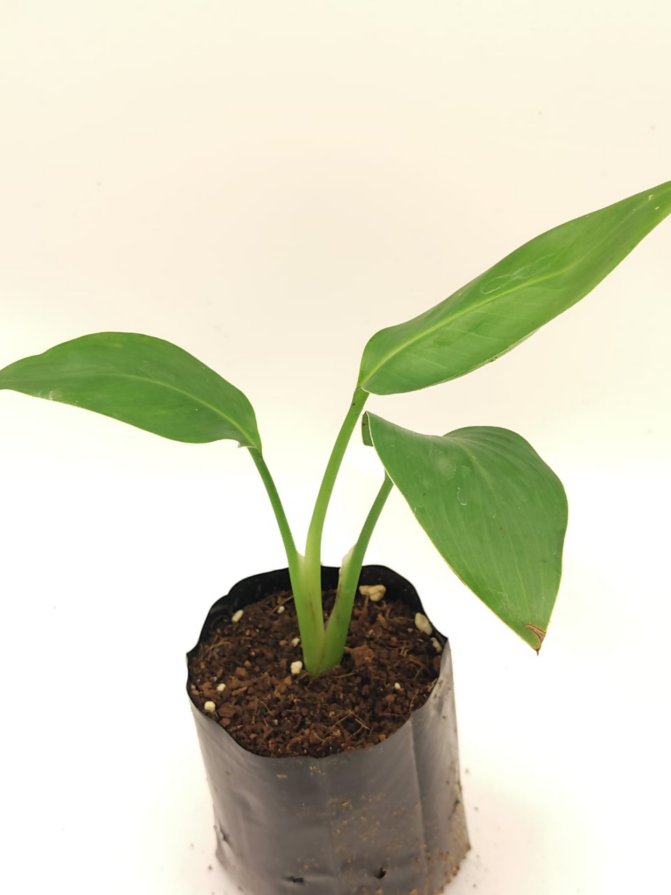 Bird of paradise (BOP)