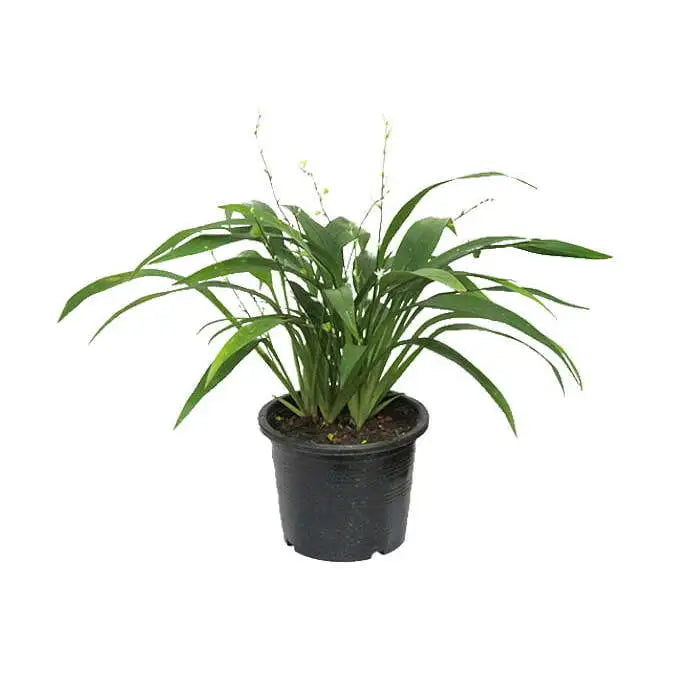 Chlorophytum Capense Plant (Green) | Spider Plant