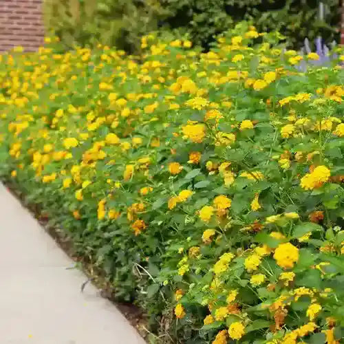 Lantana "Yellow"