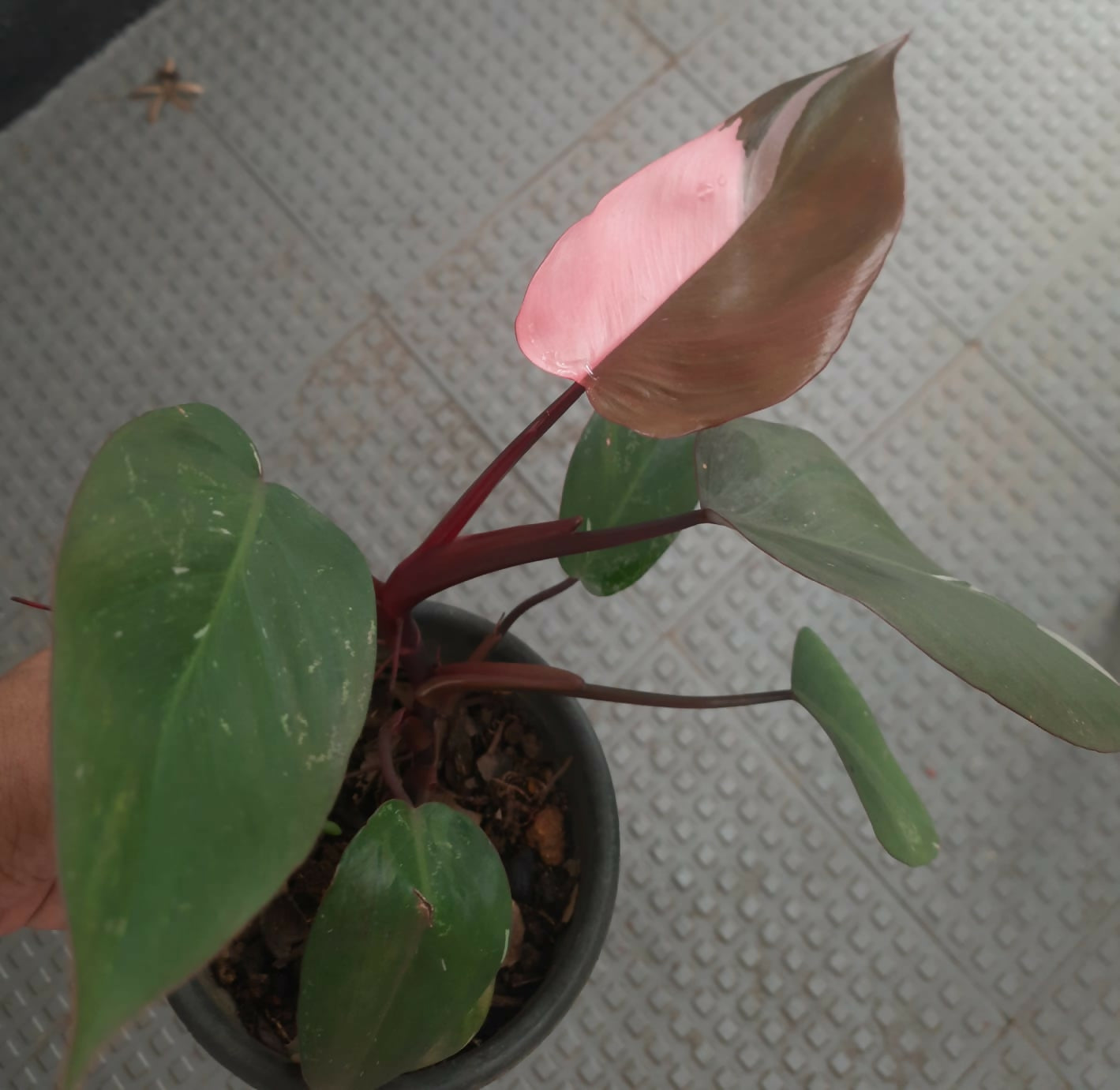 Philodendron Pink Princess Node Propagated