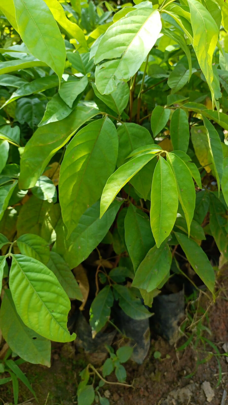 Kakjam – Live Grafted Exotic Fruit Tree - Keyfarm Wayanad
