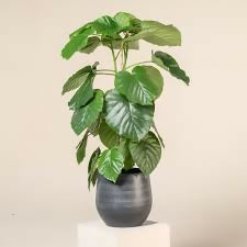 Ficus umbulata (4 inch pot)