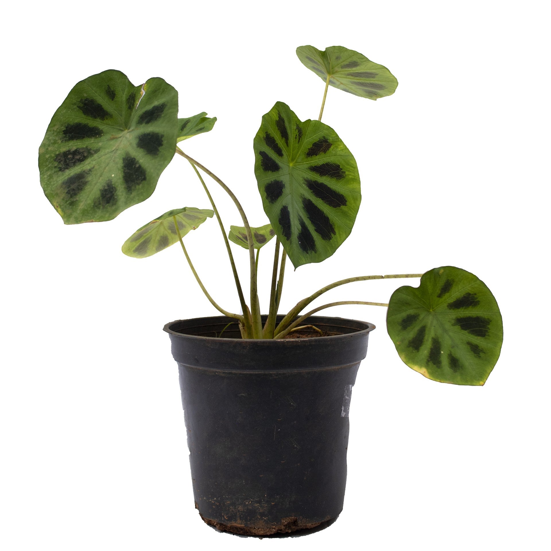 Alocasia vase black green