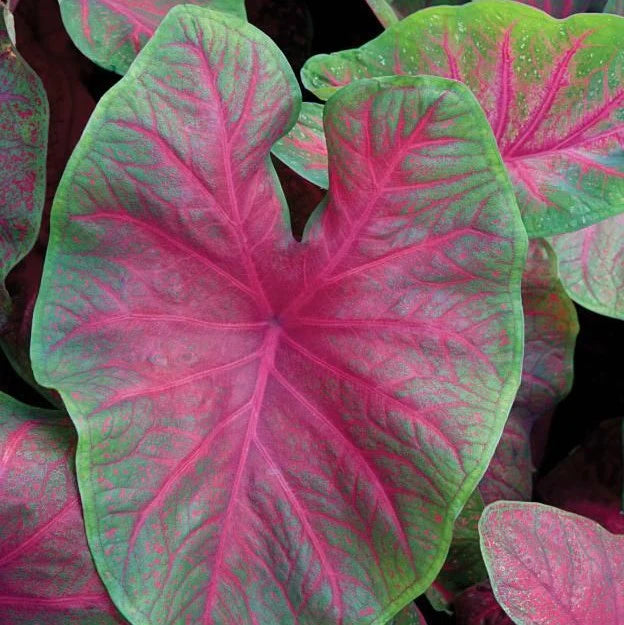 Caladium 'Brandywine' - Tuber