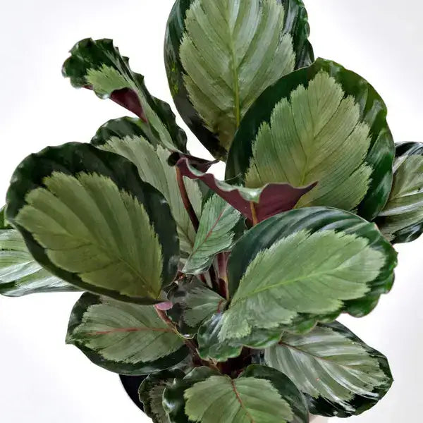 Calathea Roseopicta 'Corona'