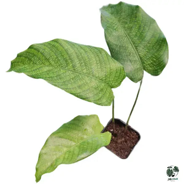 Calathea Musaica | Calathea Network - Rare