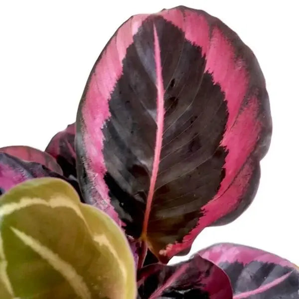 Calathea Roseopicta (Linden) Regel 'Princess Jessie'