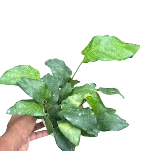 Calathea Musaica | Calathea Network - Rare
