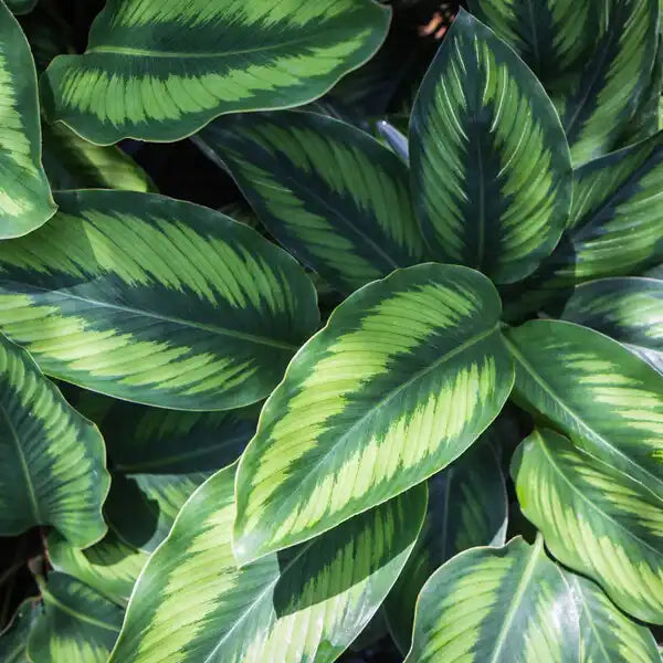 Calathea Beauty Star