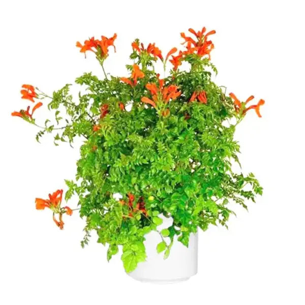 Tecoma Orange Shrub (Chicklet Orange) Plant | Orange Jubilee Esperanza (Tecoma stans 'Orange Jubilee')