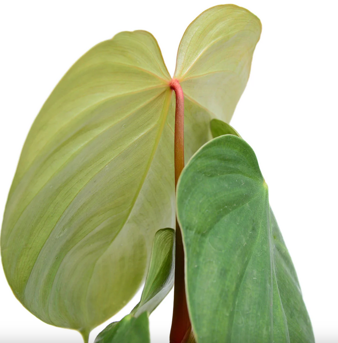 Philodendron Nangaritense x Werneri
