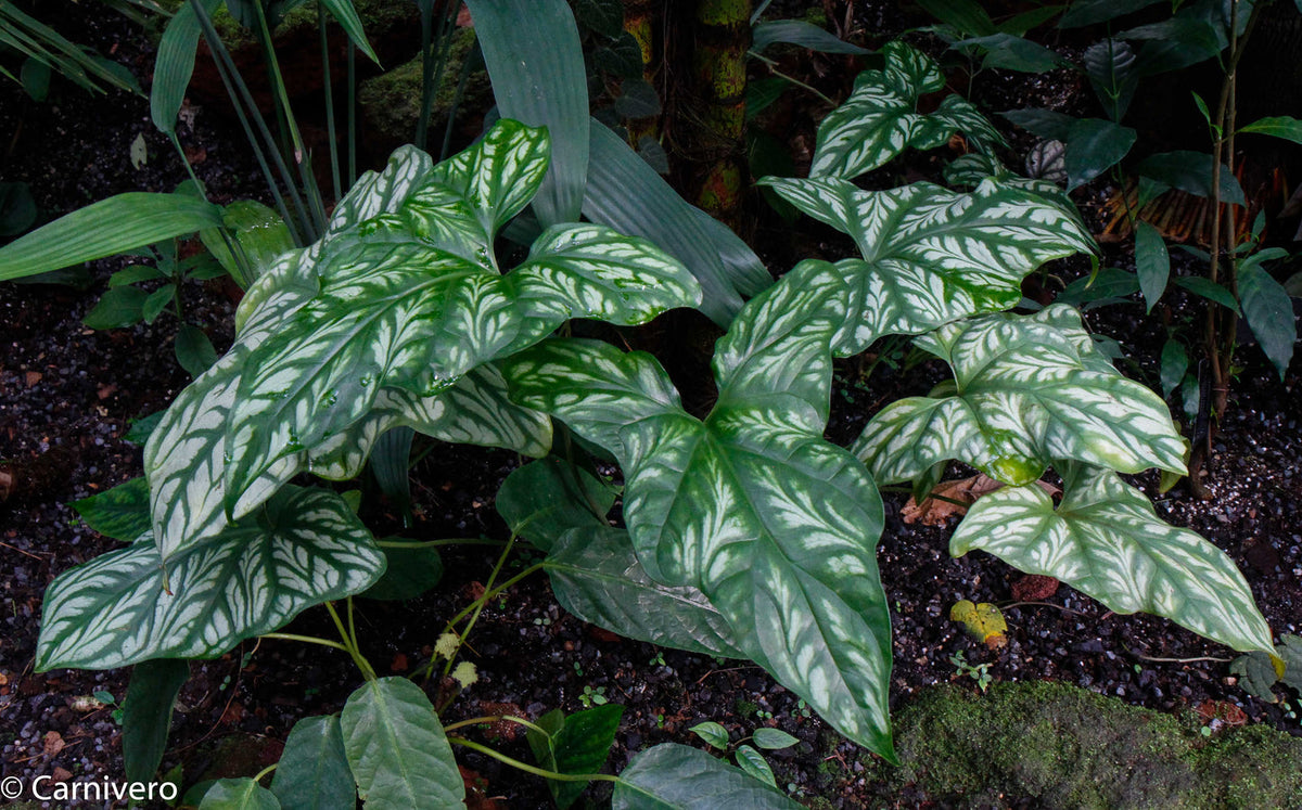 philodendron cercestis mirabilis Philodendron mirabilis – Foliages.in