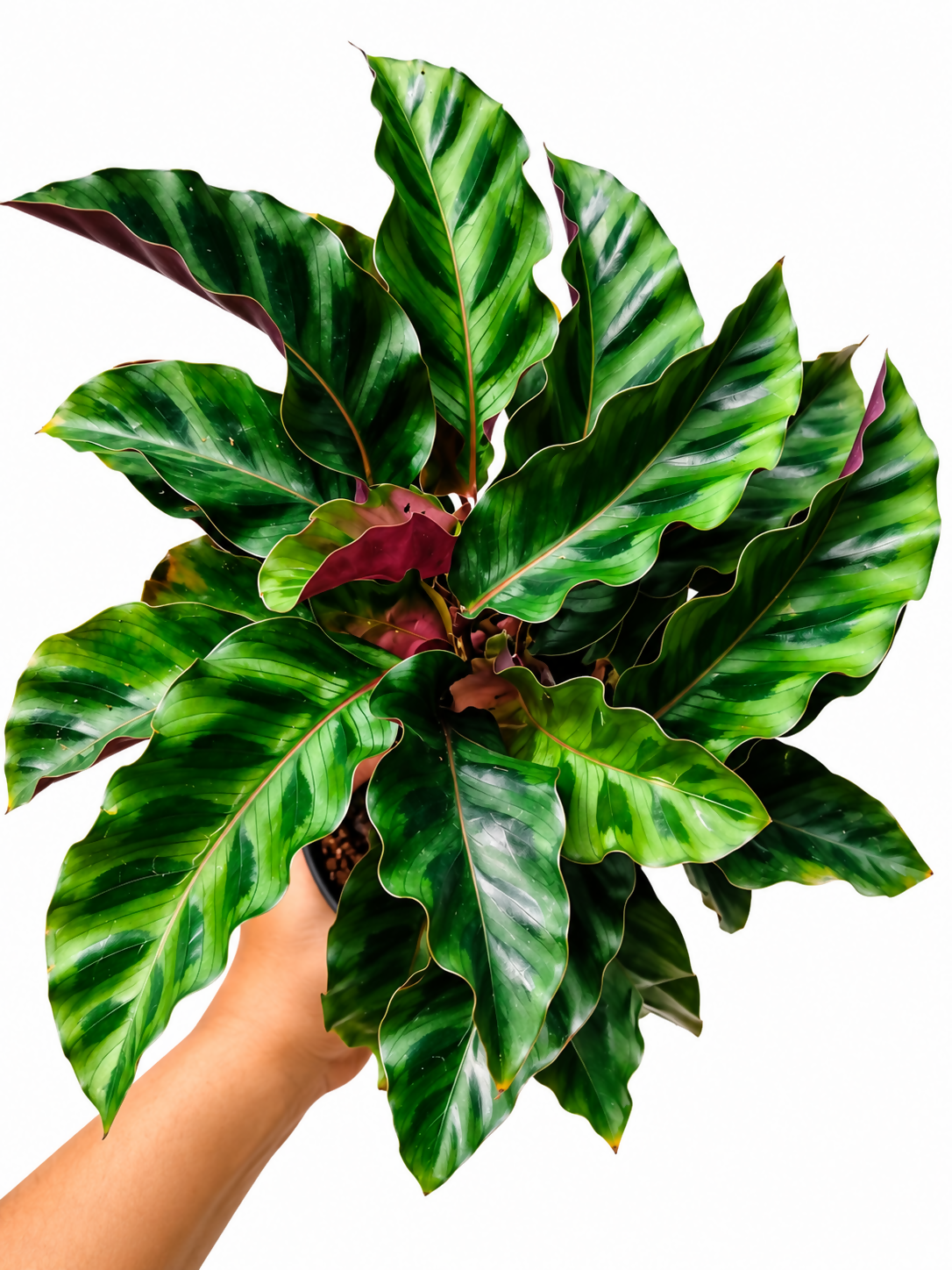 Calathea Gandersii bushy 5inch pot- Rare Calathea- The Lush Flora