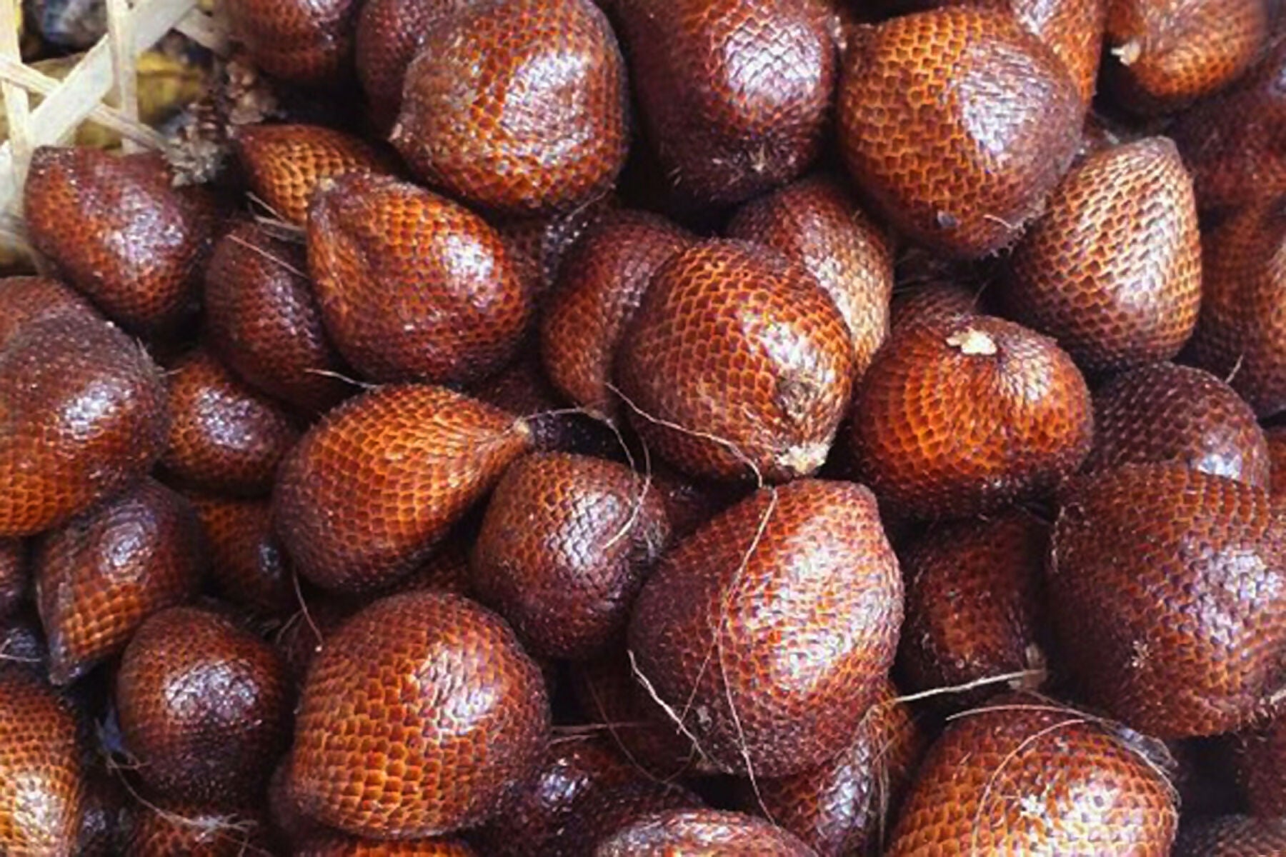 Pondoh Salak Live Plants (Salacca Zalacca)